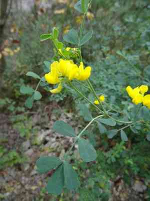 Shrubby crownvetch(Coronilla valentina)