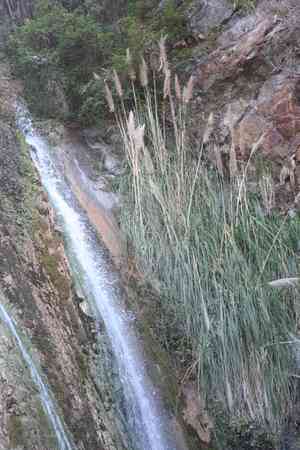 Purple pampas grass(Cortaderia jubata)