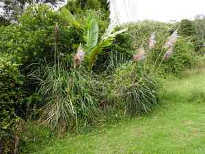 Purple pampas grass(Cortaderia jubata)