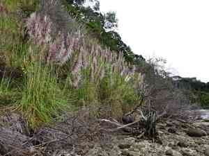 Purple pampas grass(Cortaderia jubata)