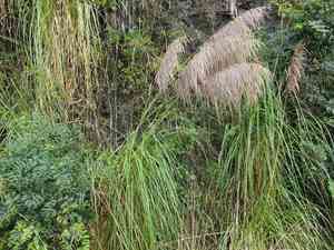 Purple pampas grass(Cortaderia jubata)