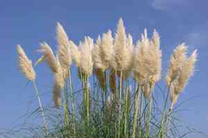 Pampas grass(Cortaderia selloana)