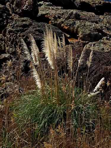 Pampas grass(Cortaderia selloana)