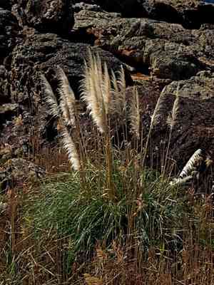 Pampas grass(Cortaderia selloana)