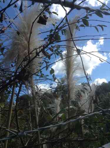 Pampas grass(Cortaderia selloana)