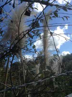Pampas grass(Cortaderia selloana)