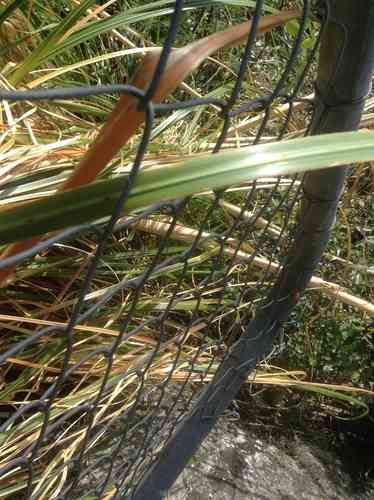 Pampas grass(Cortaderia selloana)