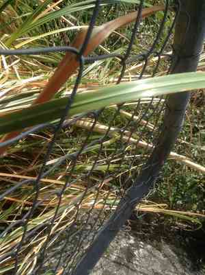 Pampas grass(Cortaderia selloana)