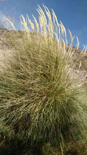 Pampas grass(Cortaderia selloana)