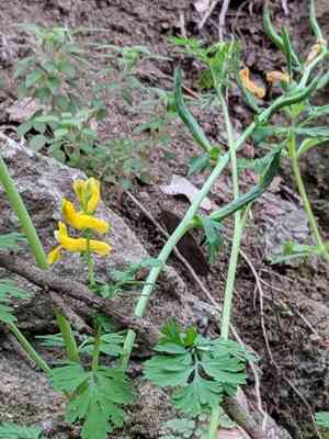 Curvepod fumewort(Corydalis curvisiliqua)