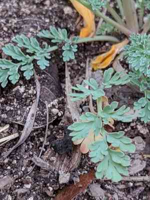 Curvepod fumewort(Corydalis curvisiliqua)