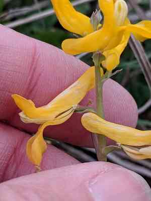 Curvepod fumewort(Corydalis curvisiliqua)