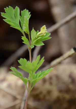 Yellow fumewort(Corydalis flavula)