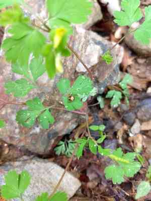 Yellow fumewort(Corydalis flavula)