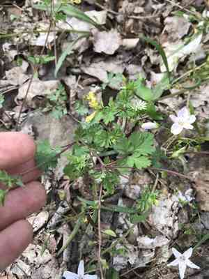 Yellow fumewort(Corydalis flavula)