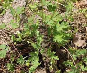Yellow fumewort(Corydalis flavula)