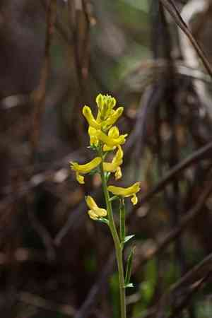 Smallflower fumewort(Corydalis micrantha)