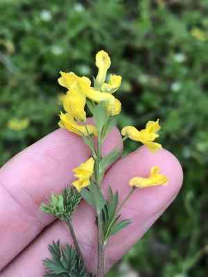 Smallflower fumewort(Corydalis micrantha)