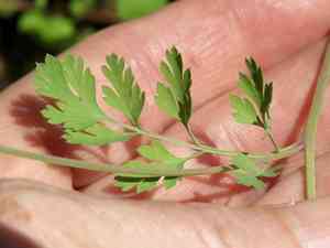 Smallflower fumewort(Corydalis micrantha)