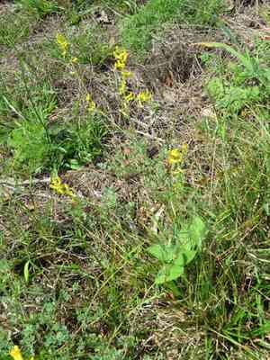 Smallflower fumewort(Corydalis micrantha)