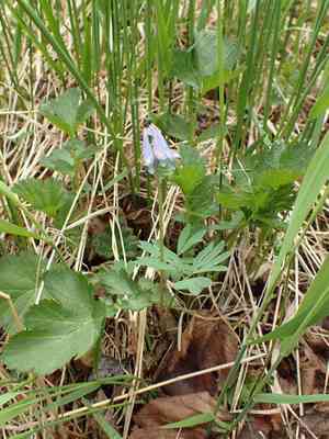 Fewflower fumewort(Corydalis pauciflora)