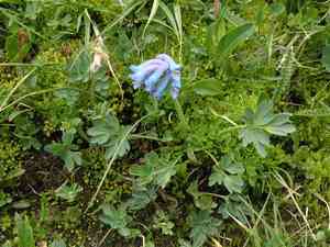 Fewflower fumewort(Corydalis pauciflora)