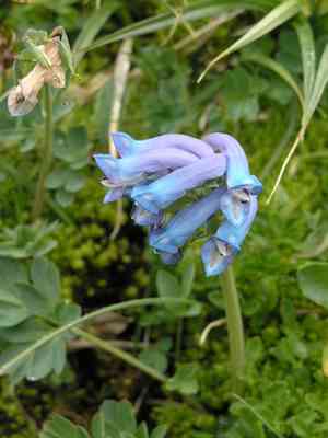 Fewflower fumewort(Corydalis pauciflora)
