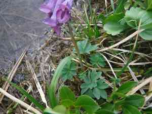 Fewflower fumewort(Corydalis pauciflora)