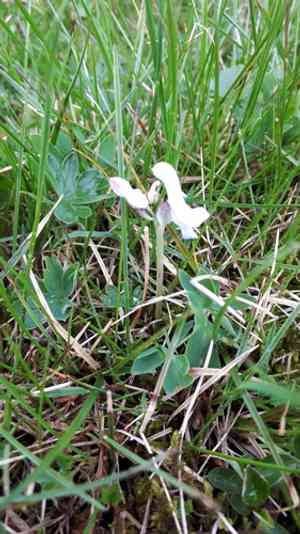 Fewflower fumewort(Corydalis pauciflora)
