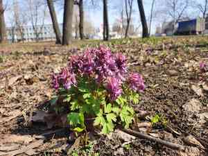Bird in a bush(Corydalis solida)