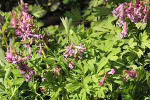 Bird in a bush(Corydalis solida)