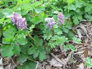Bird in a bush(Corydalis solida)
