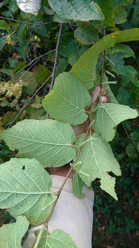 American hazelnut(Corylus americana)
