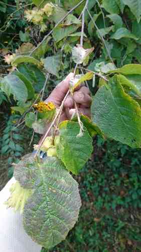 American hazelnut(Corylus americana)