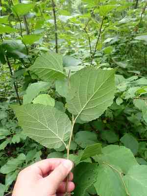 American hazelnut(Corylus americana)