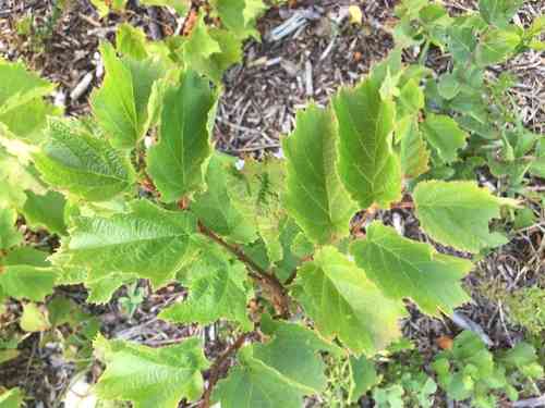 American hazelnut(Corylus americana)