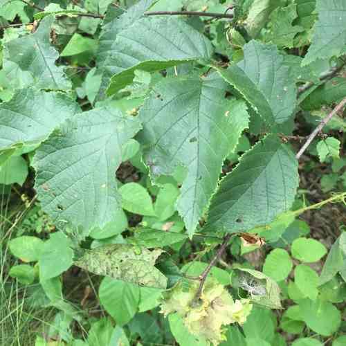 American hazelnut(Corylus americana)