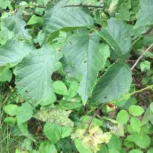 American hazelnut(Corylus americana)