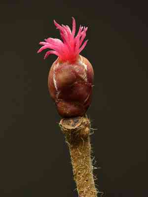 Common hazel(Corylus avellana)