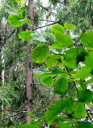 Common hazel(Corylus avellana)