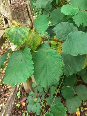 Common hazel(Corylus avellana)