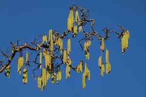 Common hazel(Corylus avellana)
