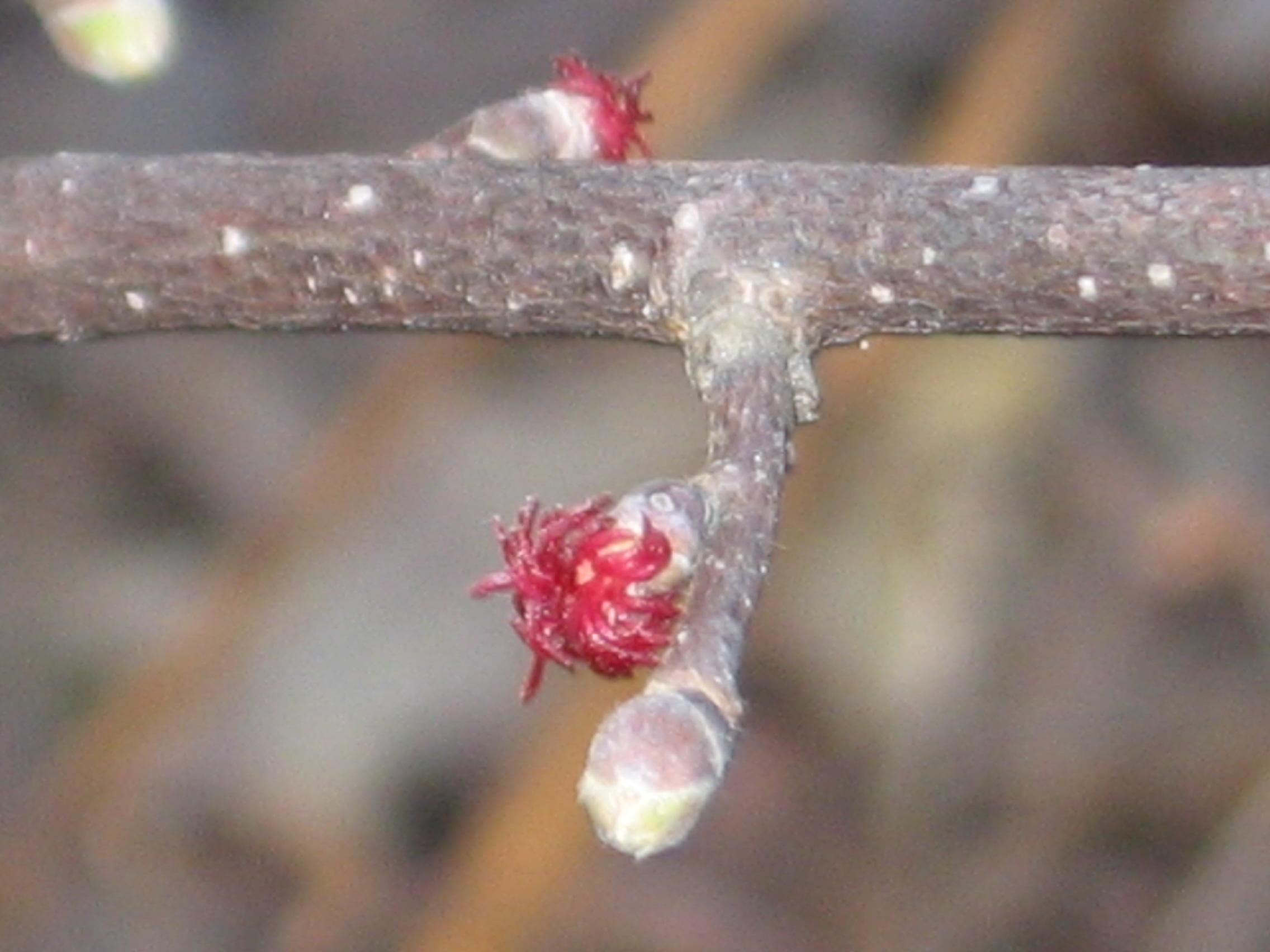 Beaked hazelnut