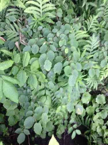 Beaked hazelnut(Corylus cornuta)