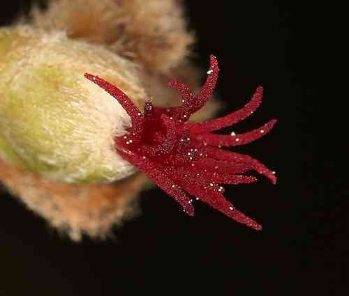 Beaked hazelnut(Corylus cornuta)