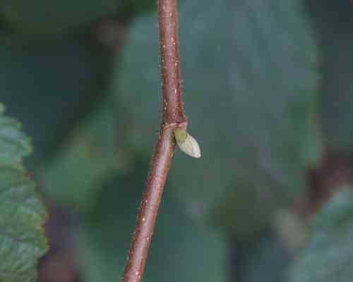 Beaked hazelnut(Corylus cornuta)
