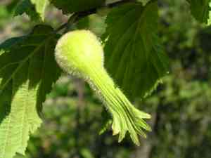 Beaked hazelnut(Corylus cornuta)