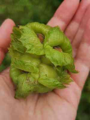 Siberian hazelnut(Corylus heterophylla)