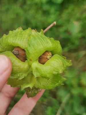 Siberian hazelnut(Corylus heterophylla)