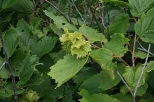 Siberian hazelnut(Corylus heterophylla)